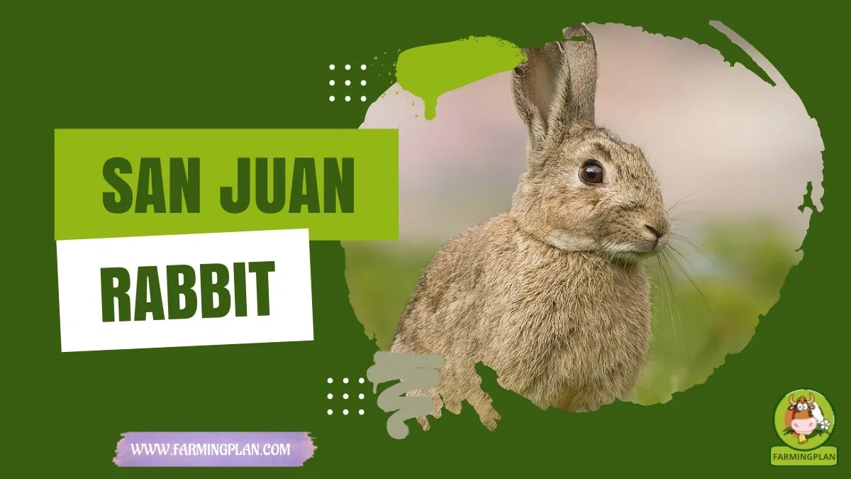 San Juan Rabbit characteristics, agricultural utility and breed care guide