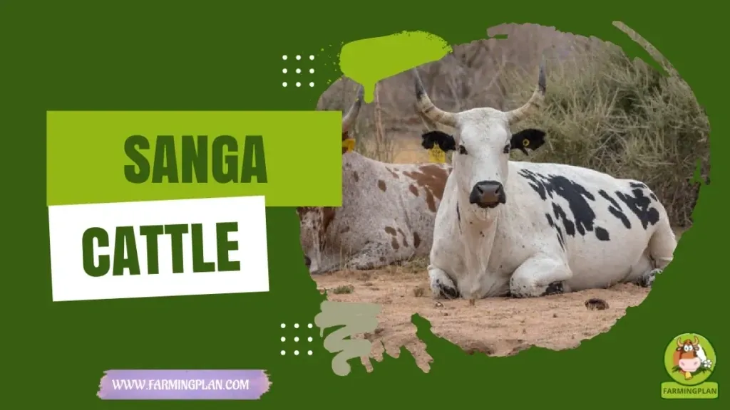 Sanga Cattle characteristics, agricultural utility and breed care guide
