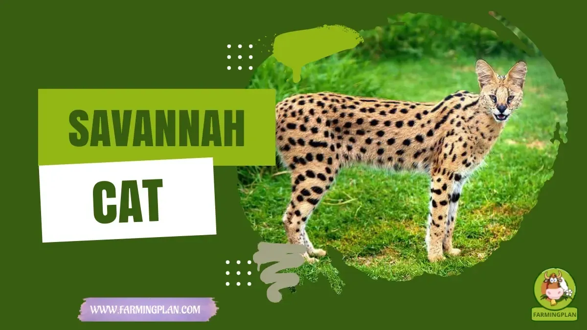 Savannah Cats characteristics, agricultural utility and breed care guide