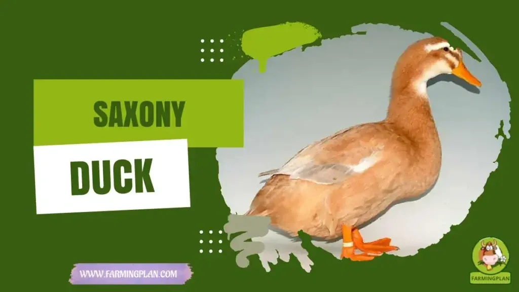 Saxony duck - Farming & Breed Profile Saxony duck characteristics, agricultural utility and breed care guide