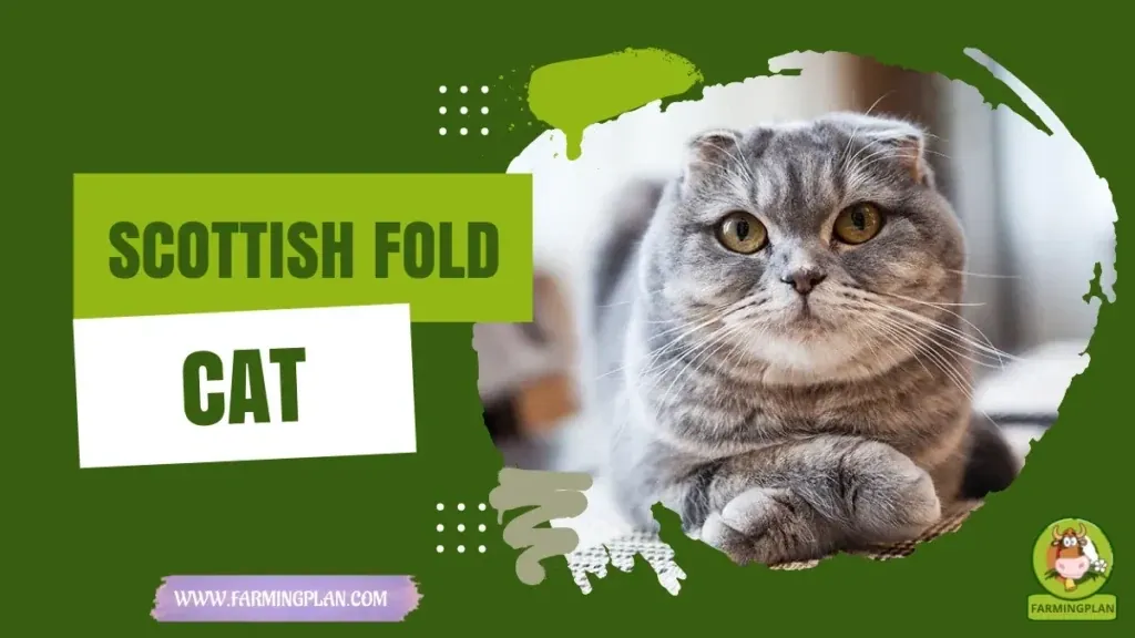 Scottish Fold Cat characteristics, agricultural utility and breed care guide