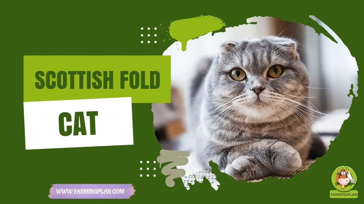 Scottish Fold Cat characteristics, agricultural utility and breed care guide