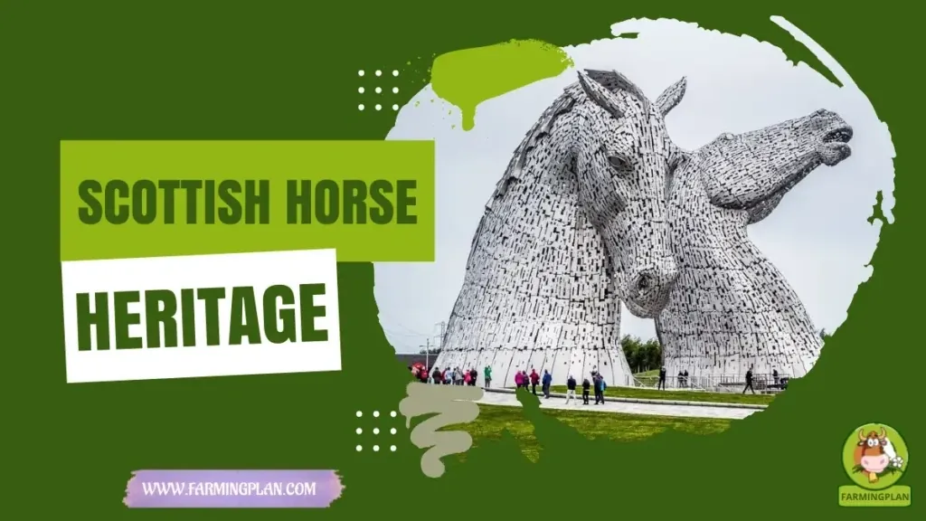 Scottish Horse Heritage characteristics, agricultural utility and breed care guide