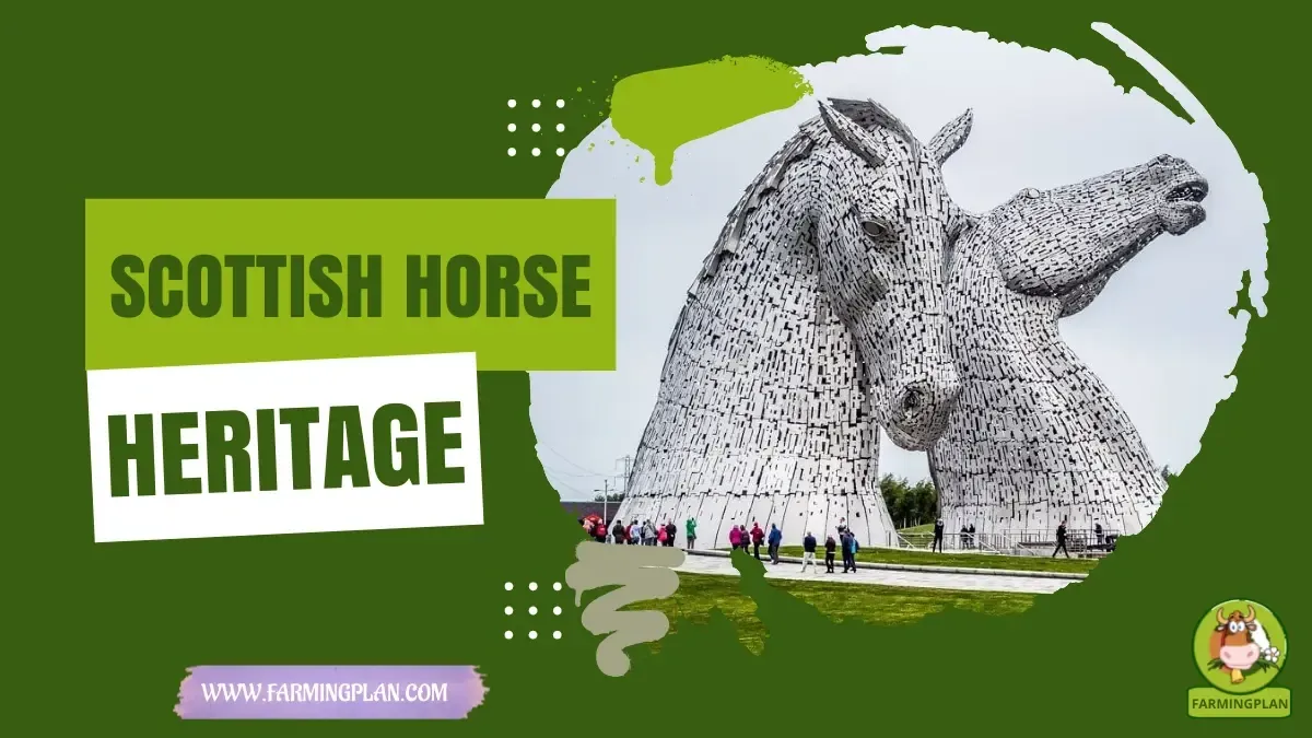 scottish horse heritage