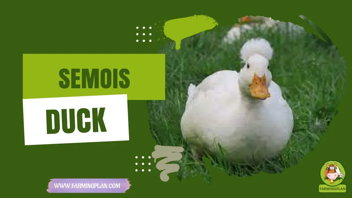Semois Duck characteristics, agricultural utility and breed care guide