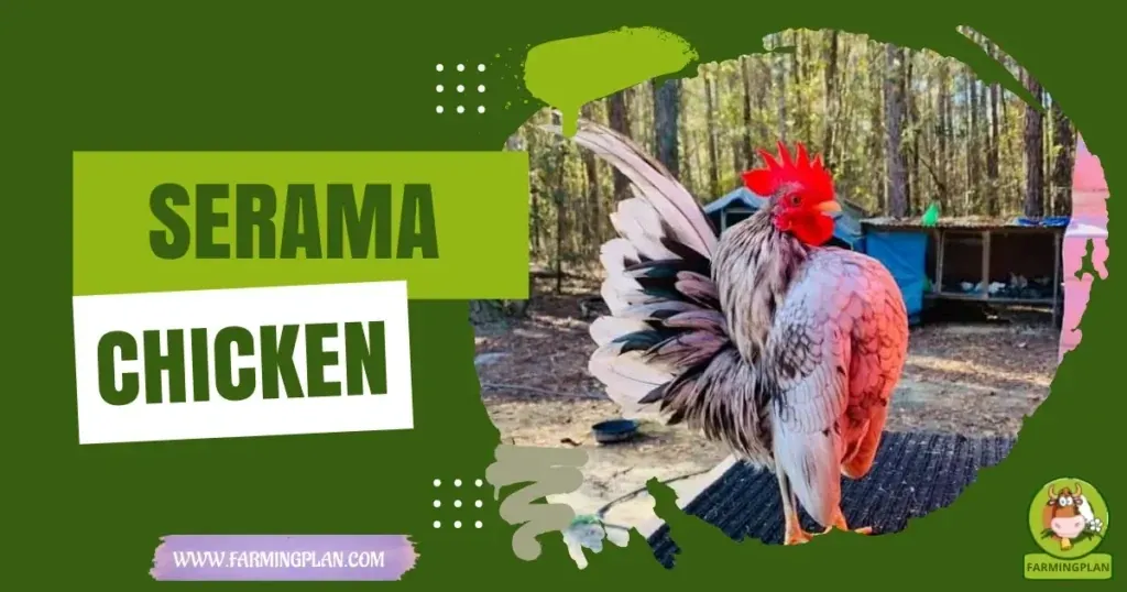 Serama Chicken Care characteristics, agricultural utility and breed care guide
