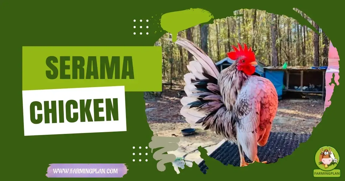 Serama Chicken Care Farming Guide