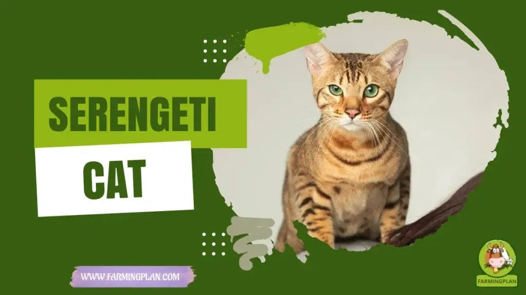 Serengeti Cats characteristics, agricultural utility and breed care guide