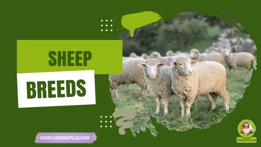 Top Sheep Breeds - Farming & Breed Profile Top Sheep Breeds characteristics, agricultural utility and breed care guide