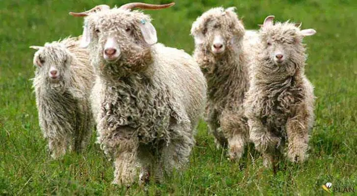 Sheep Breeds