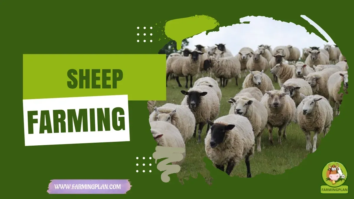 Sheep Farming for Beginners characteristics, agricultural utility and breed care guide