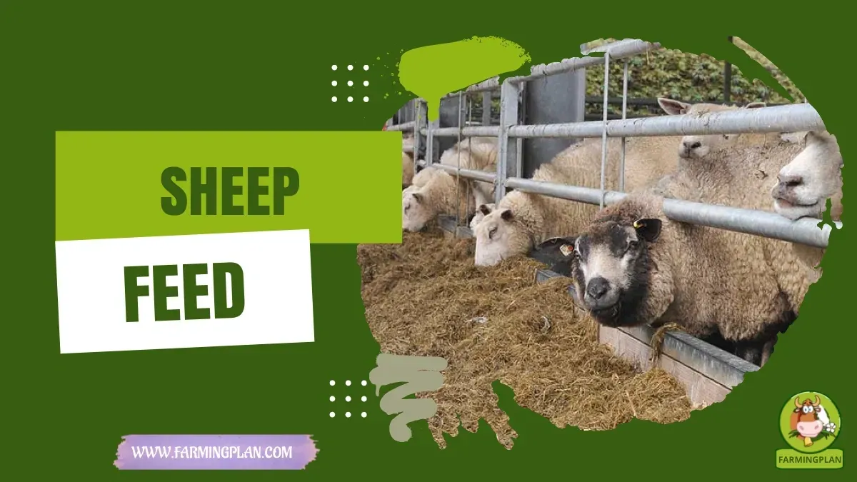 Sheep Feeding Guide - Farming & Breed Profile Sheep Feeding Guide characteristics, agricultural utility and breed care guide