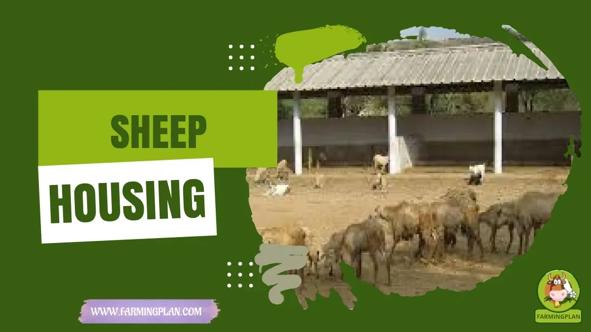 Sheep Housing Guide characteristics, agricultural utility and breed care guide