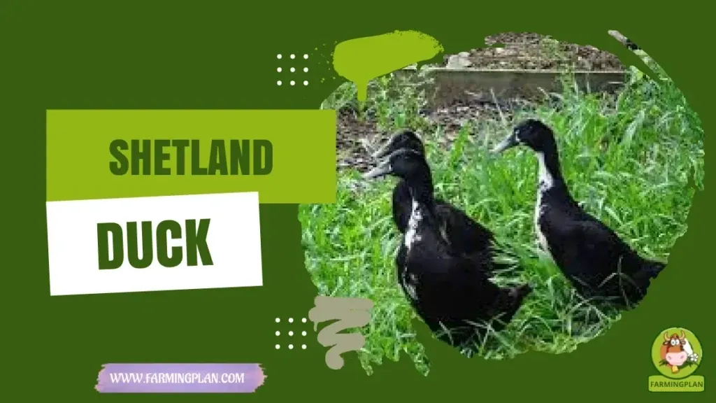 Shetland Duck - Farming & Breed Profile Shetland Duck characteristics, agricultural utility and breed care guide
