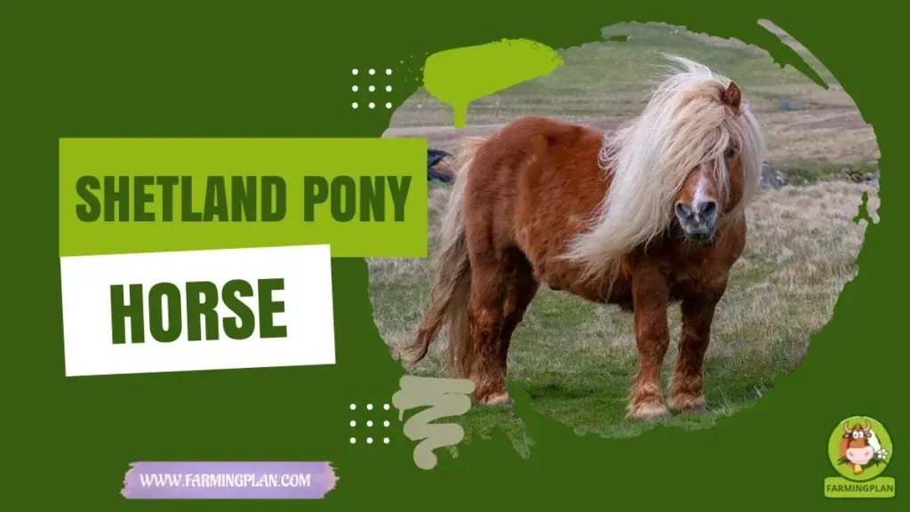 Shetland Pony Horse characteristics, agricultural utility and breed care guide