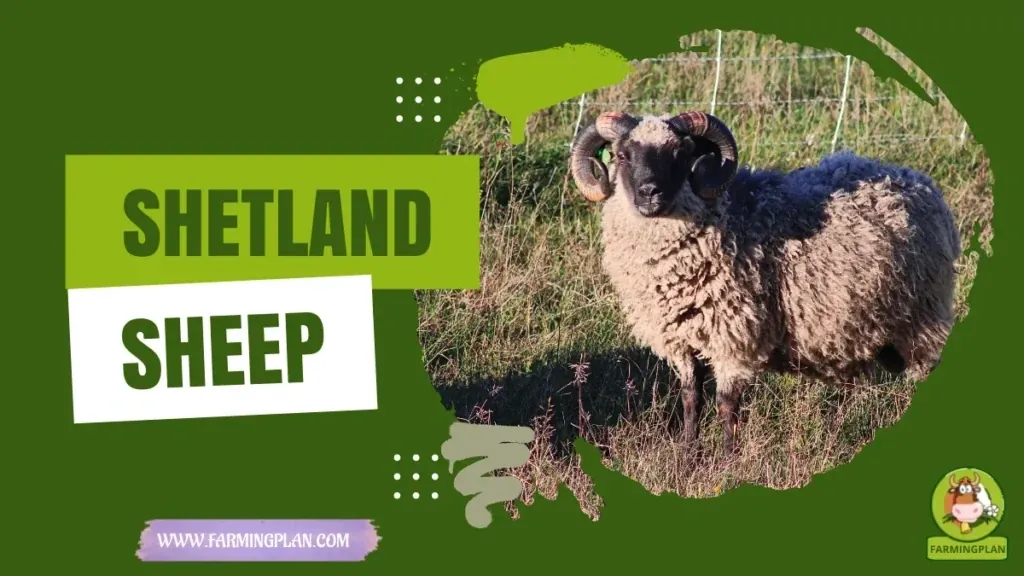Shetland Sheep characteristics, agricultural utility and breed care guide