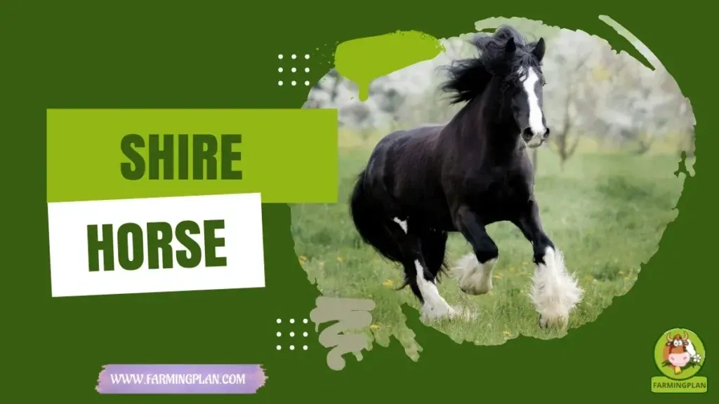 Shire Horse Farming characteristics, agricultural utility and breed care guide