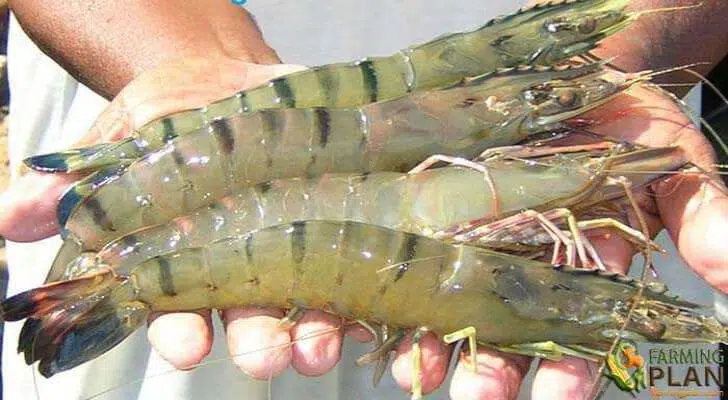 Shrimp Farming