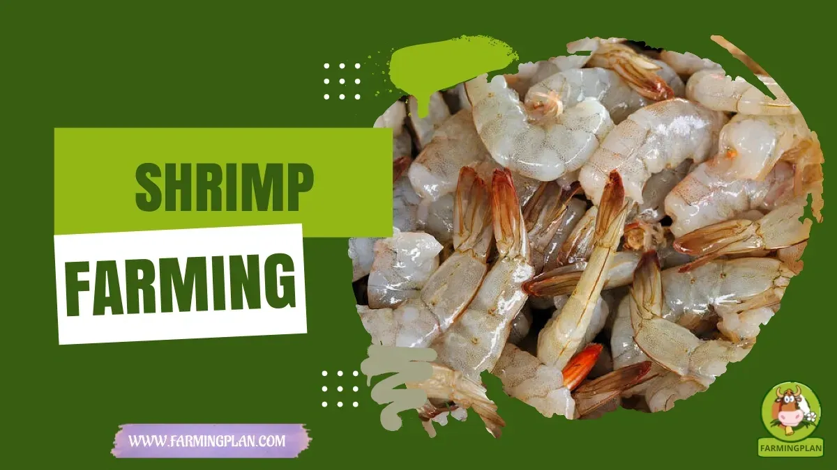 Shrimp Farming for Beginners characteristics, agricultural utility and breed care guide