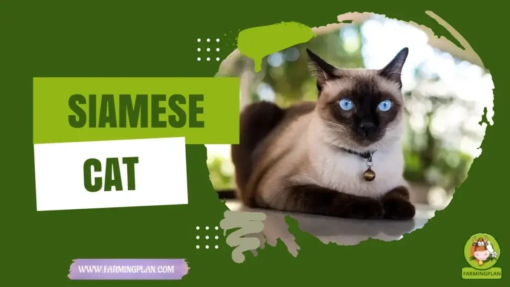Siamese Cats characteristics, agricultural utility and breed care guide