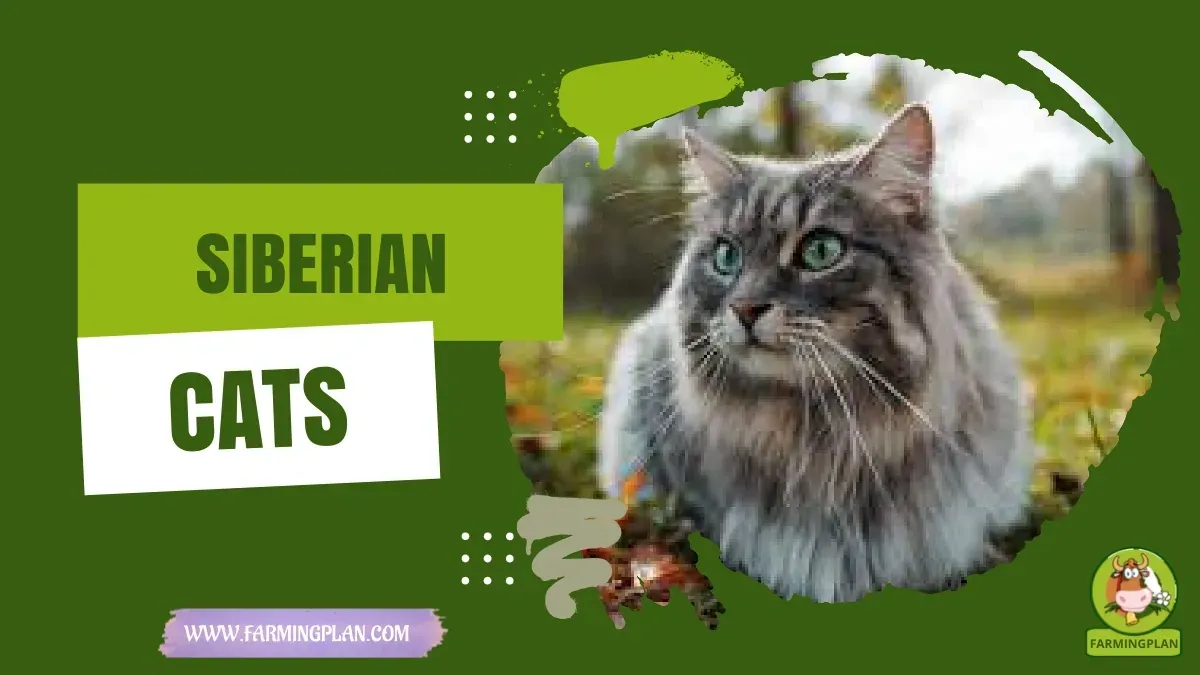 Siberian Cats characteristics, agricultural utility and breed care guide