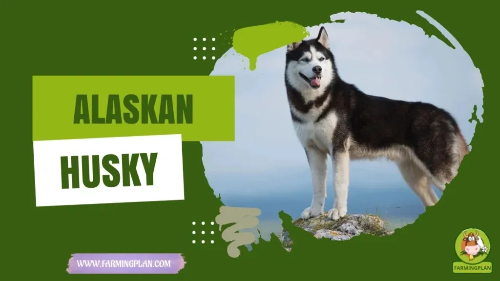 Siberian Husky characteristics, agricultural utility and breed care guide