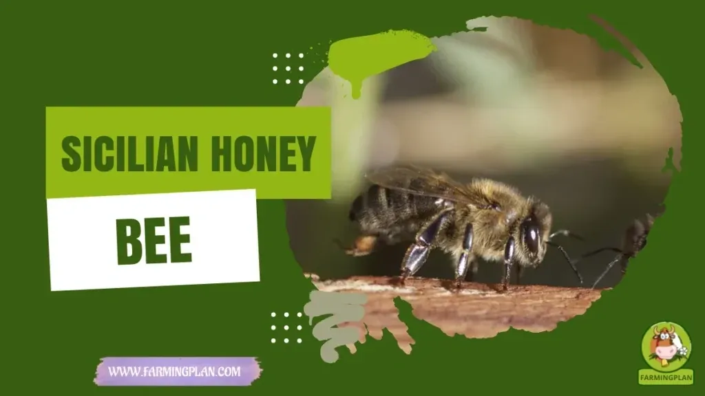 Sicilian Honey Bee characteristics, agricultural utility and breed care guide