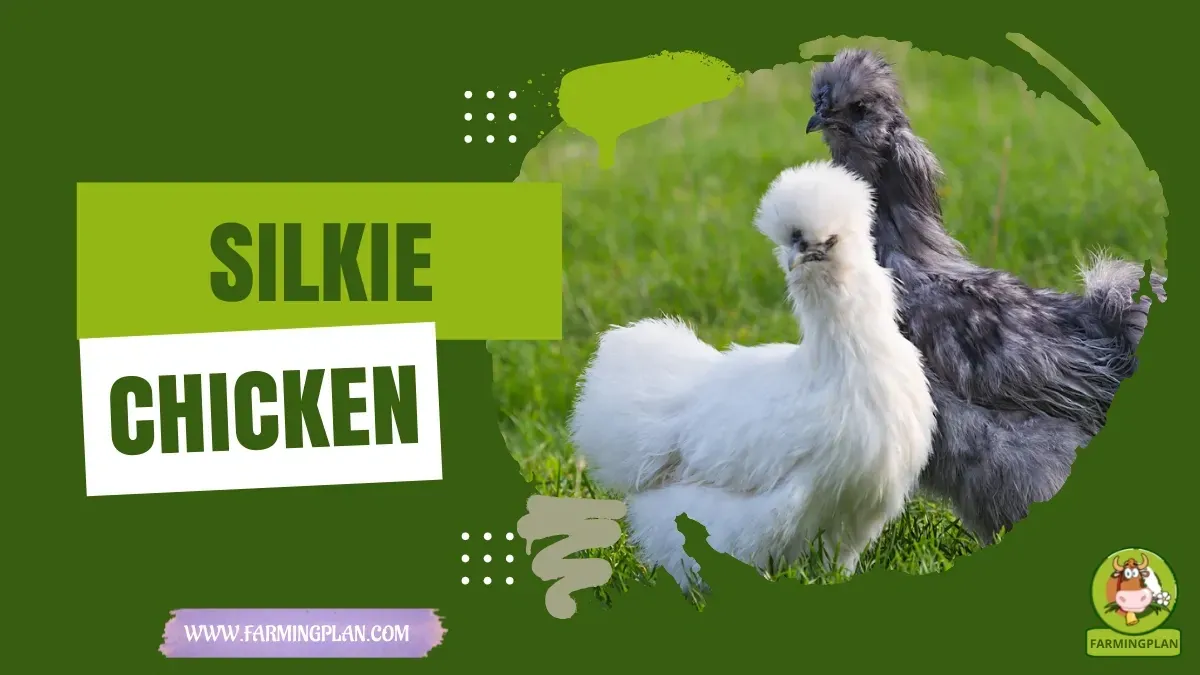 Silkies Chicken - Farming & Breed Profile Silkies Chicken characteristics, agricultural utility and breed care guide