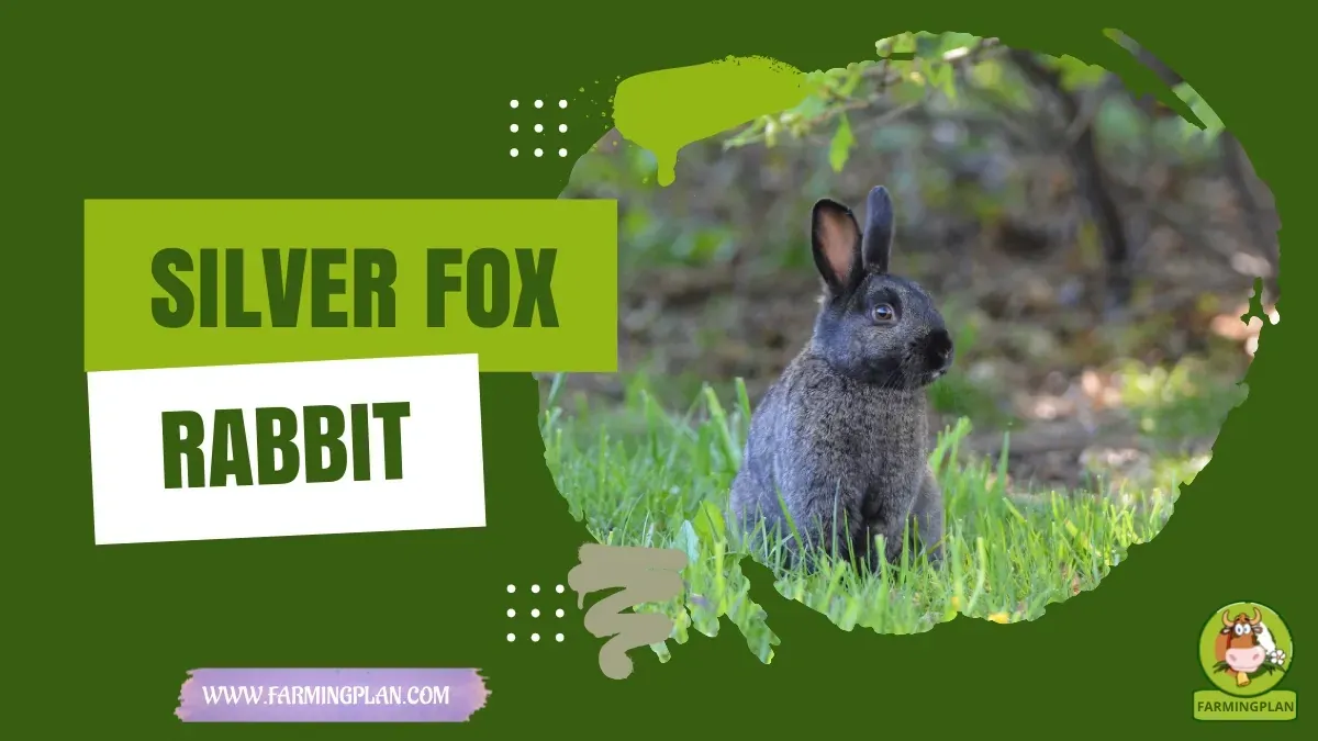 Silver Fox Rabbit characteristics, agricultural utility and breed care guide