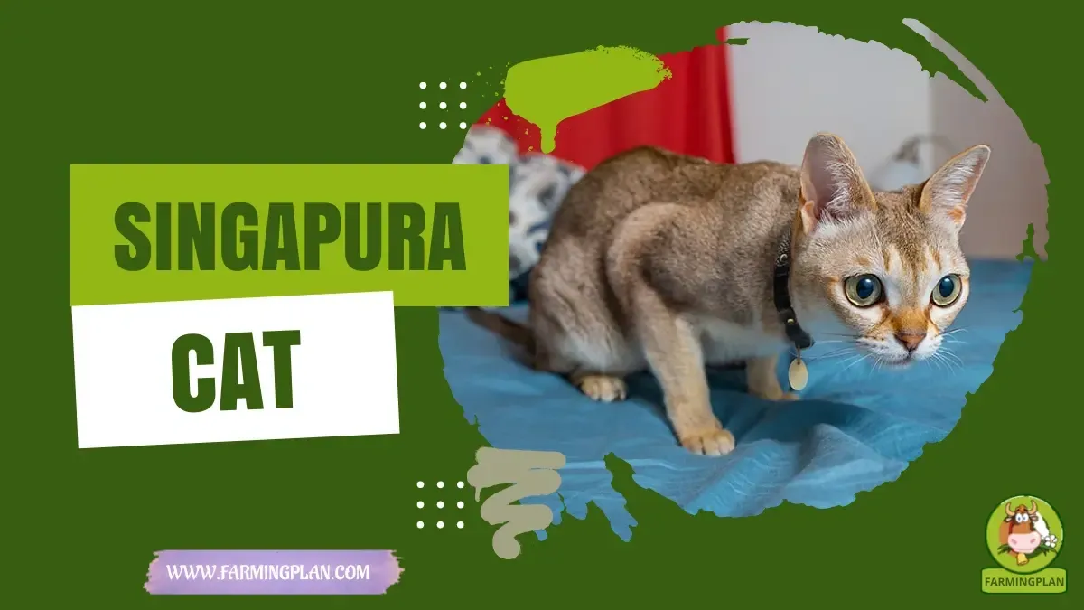 Singapura Cat - Farming & Breed Profile Singapura Cat characteristics, agricultural utility and breed care guide