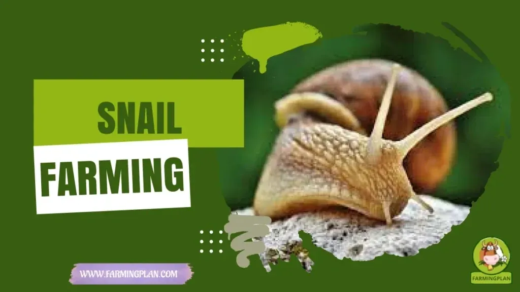 Snail Farming characteristics, agricultural utility and breed care guide