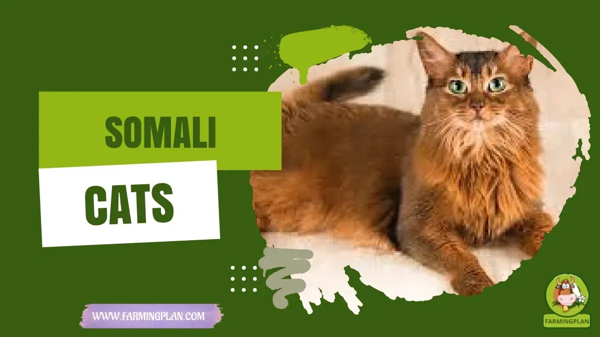 Somali Cats characteristics, agricultural utility and breed care guide