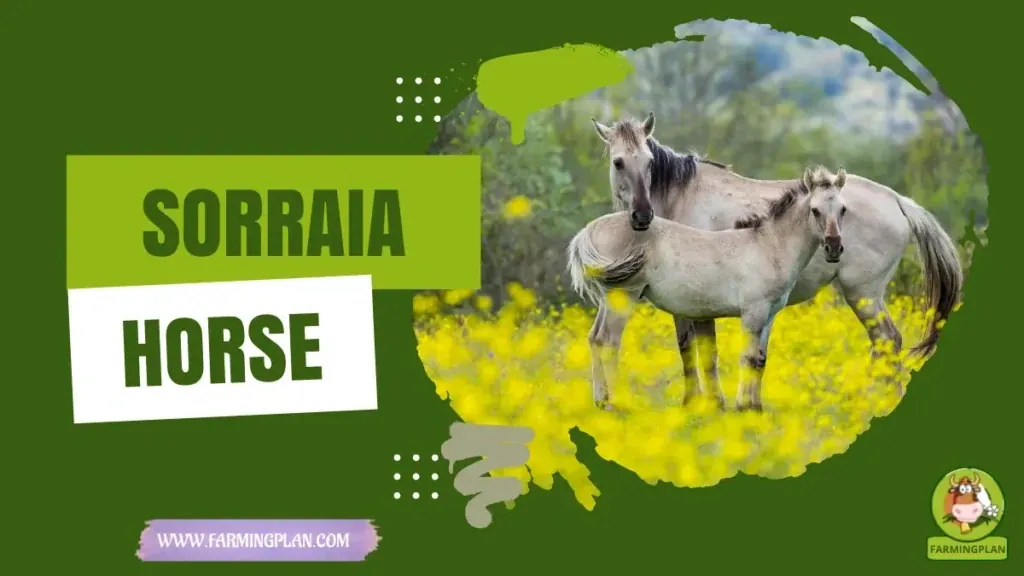 Care For A Sorraia Horse - Farming & Breed Profile Care For A Sorraia Horse characteristics, agricultural utility and breed care guide