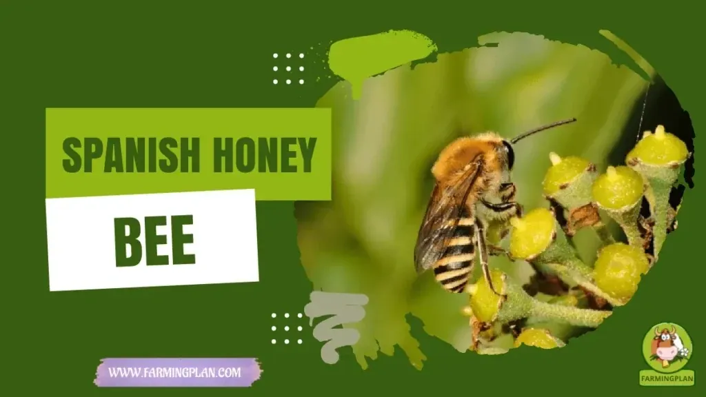 Spanish Honey Bee Farming characteristics, agricultural utility and breed care guide