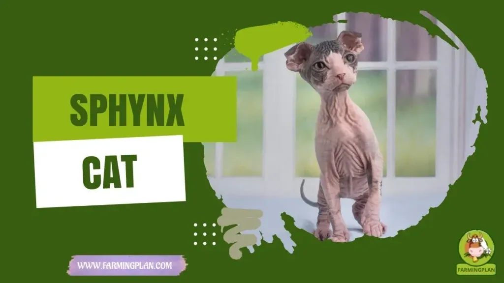 Sphynx Cats characteristics, agricultural utility and breed care guide