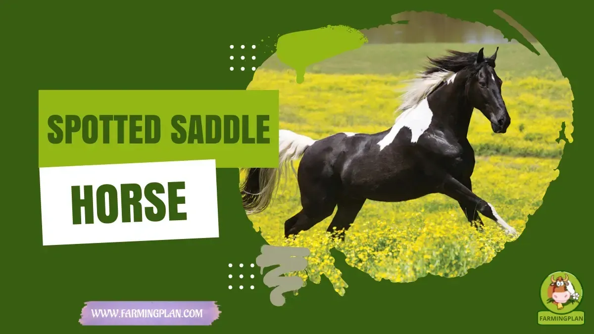 Spotted Saddle Horse - Farming & Breed Profile Spotted Saddle Horse