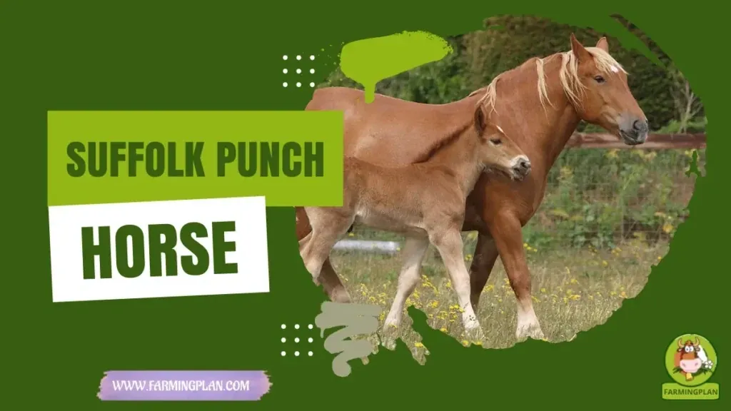 Suffolk Punch Horse characteristics, agricultural utility and breed care guide