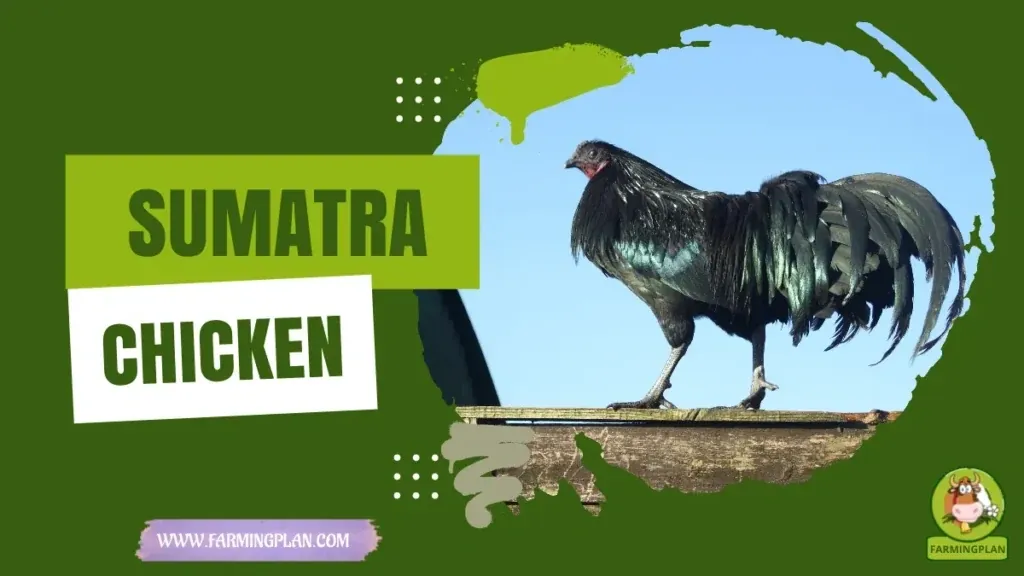 Sumatra Chicken characteristics, agricultural utility and breed care guide