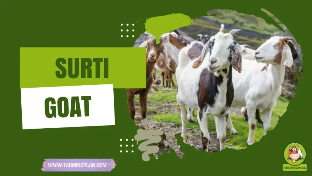 Surti Goat characteristics, agricultural utility and breed care guide