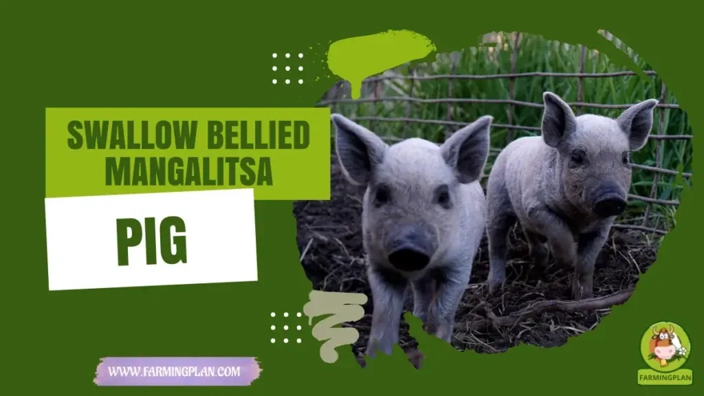 Swallow-bellied Mangalitsa Pig - Farming & Breed Profile Swallow-bellied Mangalitsa Pig characteristics, agricultural utility and breed care guide