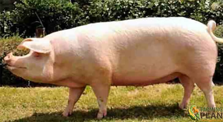 Swedish Landrace Pig