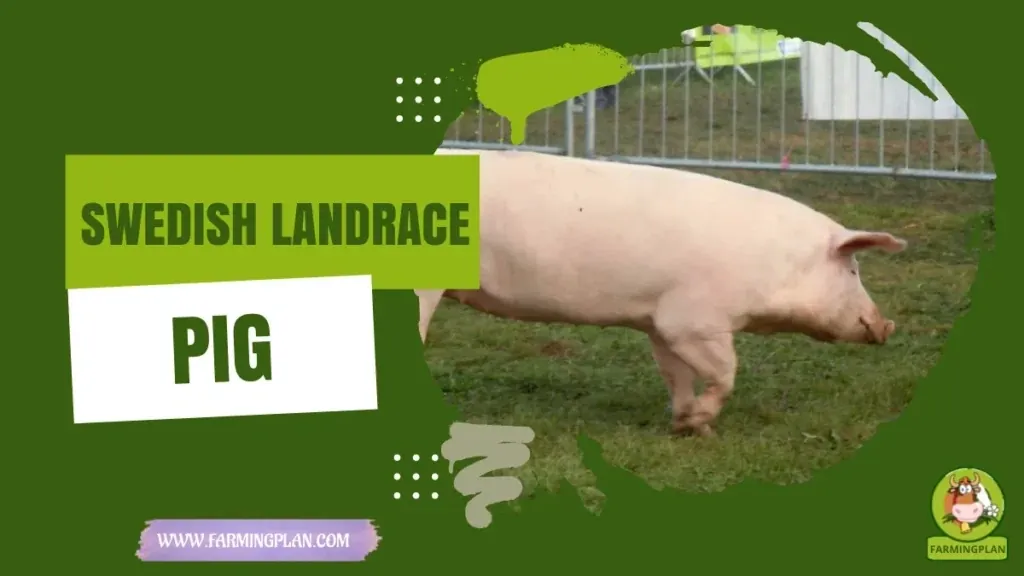 Swedish Landrace Pig characteristics, agricultural utility and breed care guide
