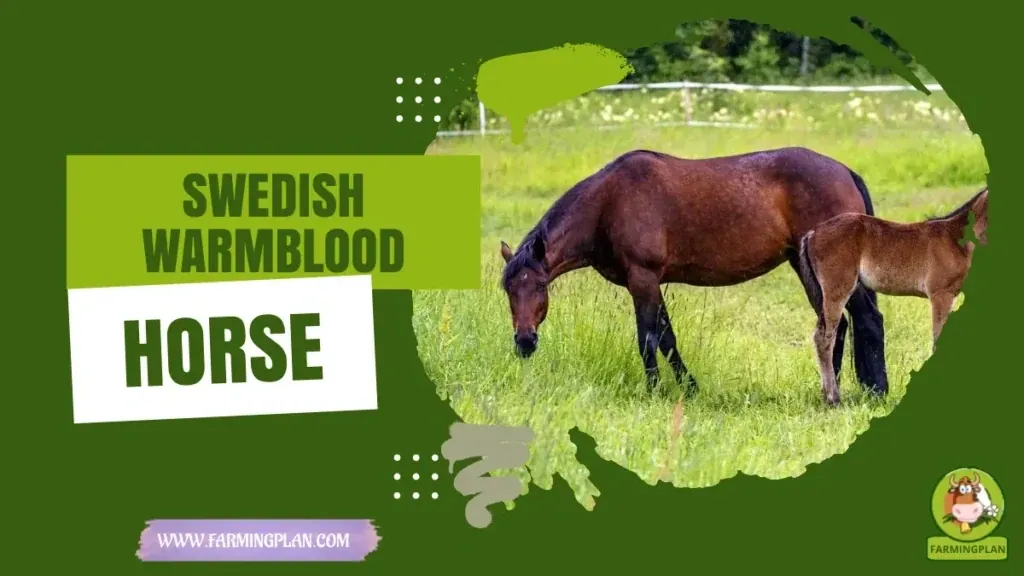 Swedish Warmblood Horse - Farming & Breed Profile swedish warmblood horse