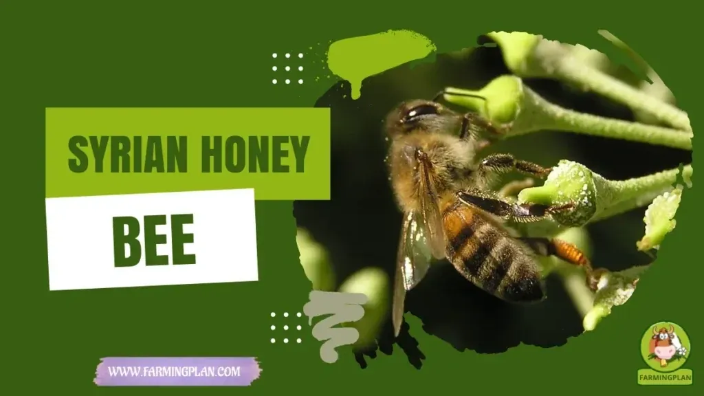 Syrian Honey Bee - Farming & Breed Profile Syrian Honey Bee characteristics, agricultural utility and breed care guide