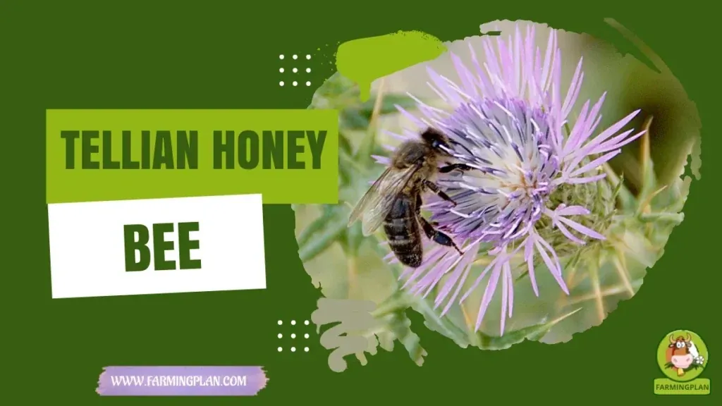 Tellian Honey Bee characteristics, agricultural utility and breed care guide