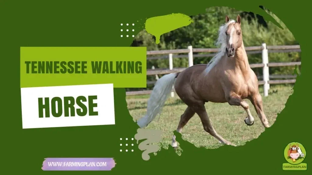 Tennessee Walking Horse characteristics, agricultural utility and breed care guide