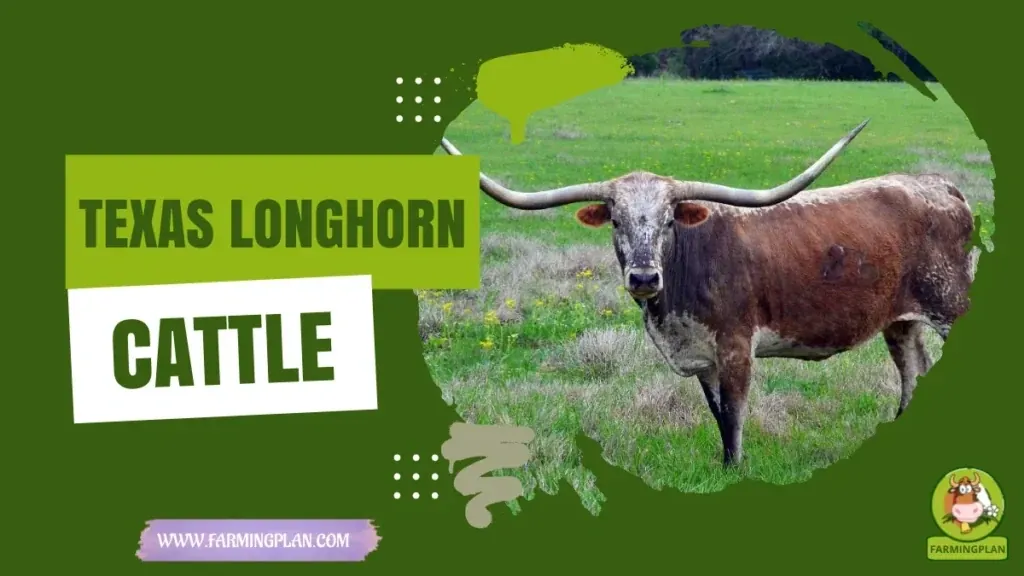 Texas Longhorn - Farming & Breed Profile Texas Longhorn characteristics, agricultural utility and breed care guide