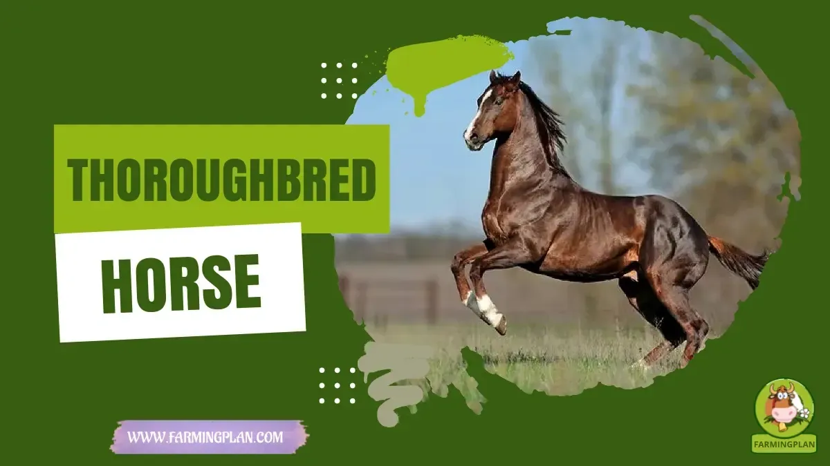 Thoroughbred Horse Mastery characteristics, agricultural utility and breed care guide