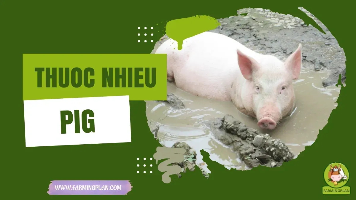 Thuoc Nhieu Pig characteristics, agricultural utility and breed care guide