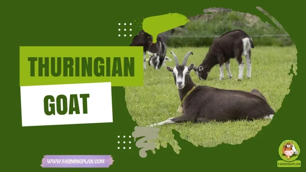 Thuringian Goat characteristics, agricultural utility and breed care guide